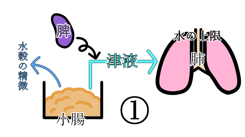 fluid_metabolism_1