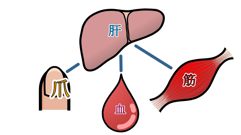 liver_relation