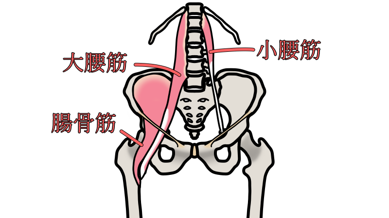 iliopsoas
