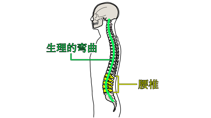 spine
