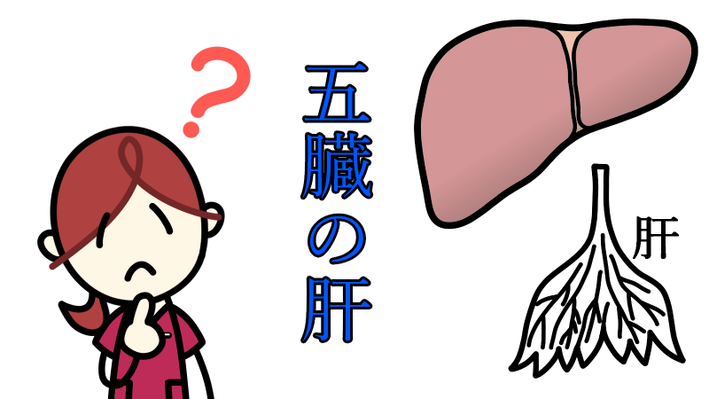 5organs_liver