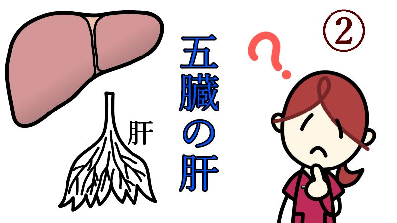 5organs_liver_2
