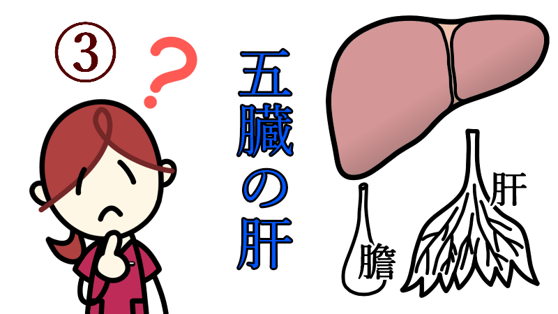 5organs_liver_3
