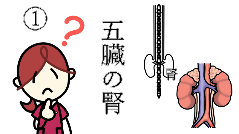 5organs_kidney_1_
