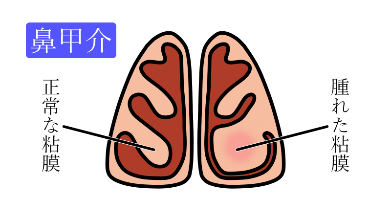 鼻甲介